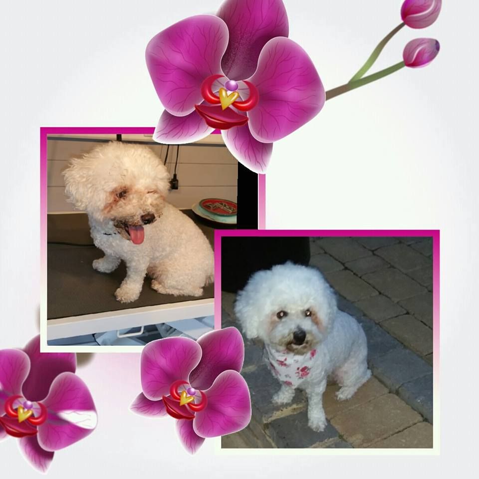 image of groomed dog with flower border.
