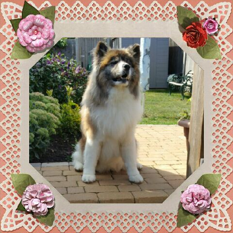 Image of groomed dog in a flowered boarder