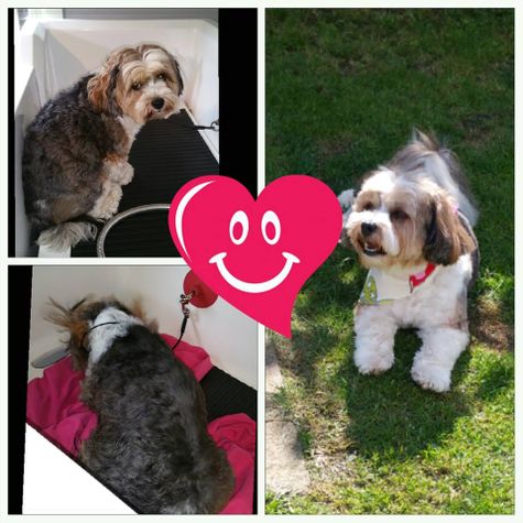 Photo college of a before and after dog grooming with love heart decoration